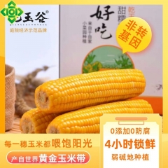 乾玉谷庭院种植真空锁鲜鲜食玉米-精品装