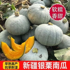 安耀 正宗新疆银栗南瓜金丝贵族南瓜软糯香甜新鲜宝宝辅食5/9斤