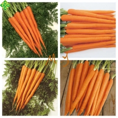 精品小细条胡萝卜（商品净重19.8斤）